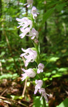 跡見群芳譜(野草譜 ミヤマモジズリ)